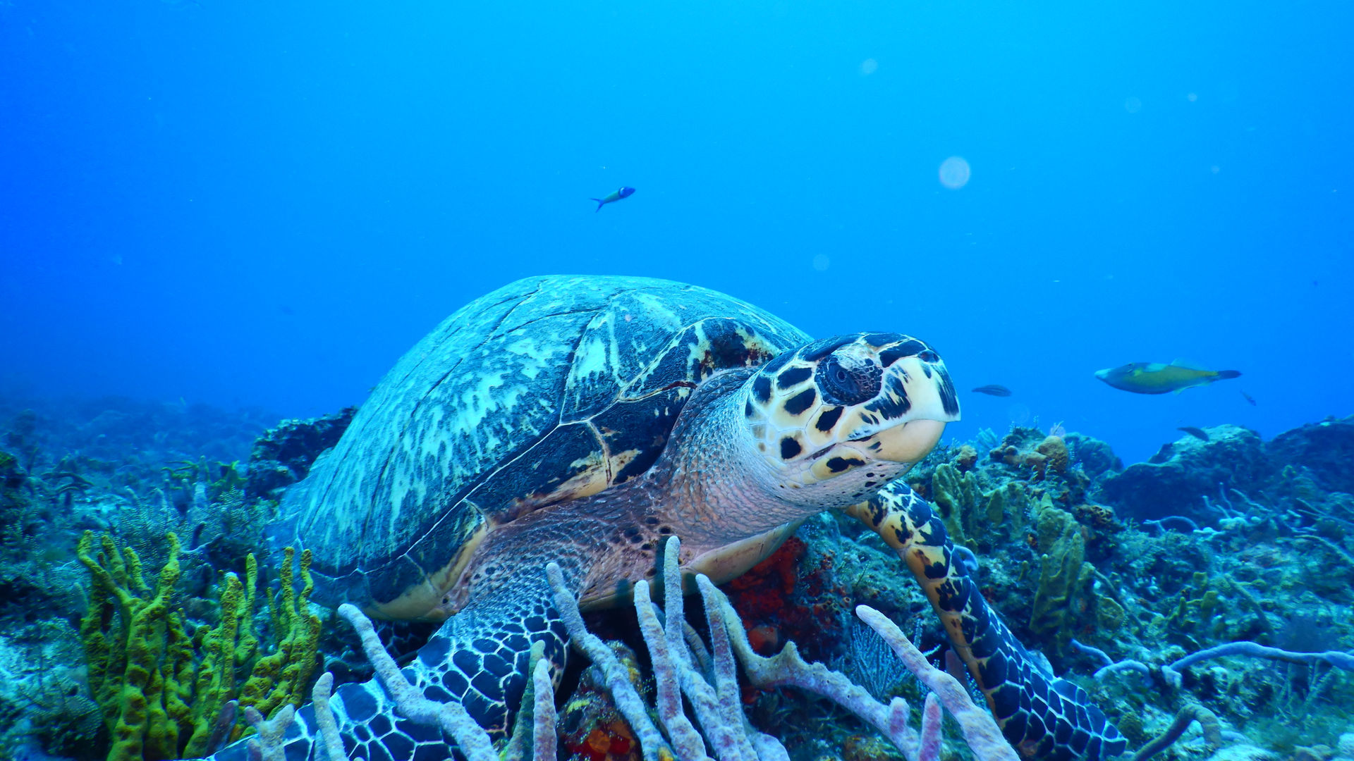 Tulum Diving & Travel